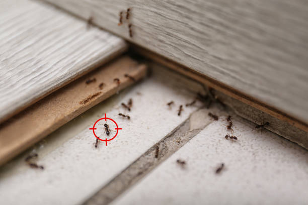 Best Ant Control Services  in Royal Palm Beach, FL